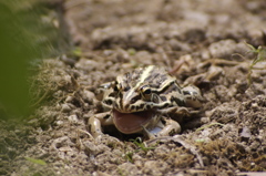 トノサマガエル