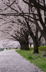 桜の小道