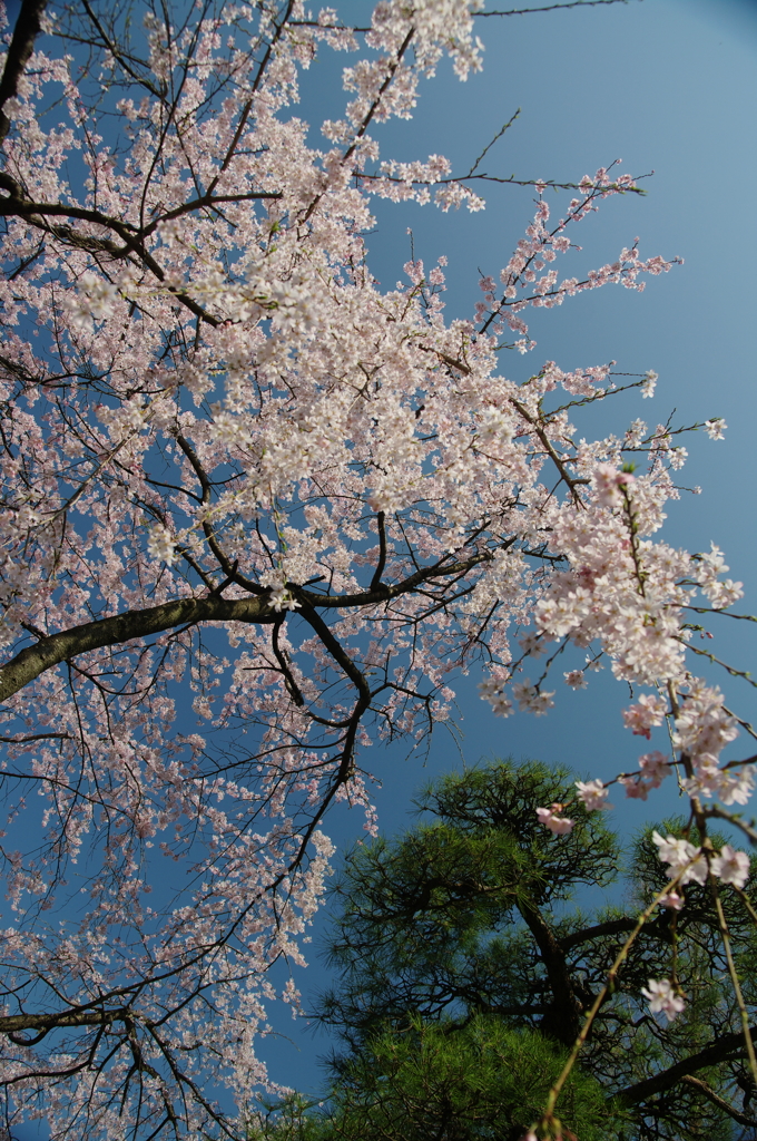 枝垂れ桜を下から