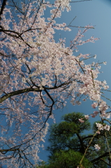 枝垂れ桜を下から