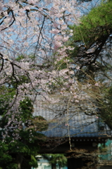 中院の枝垂桜