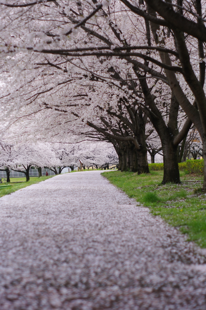 桜小路