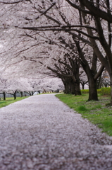 桜小路