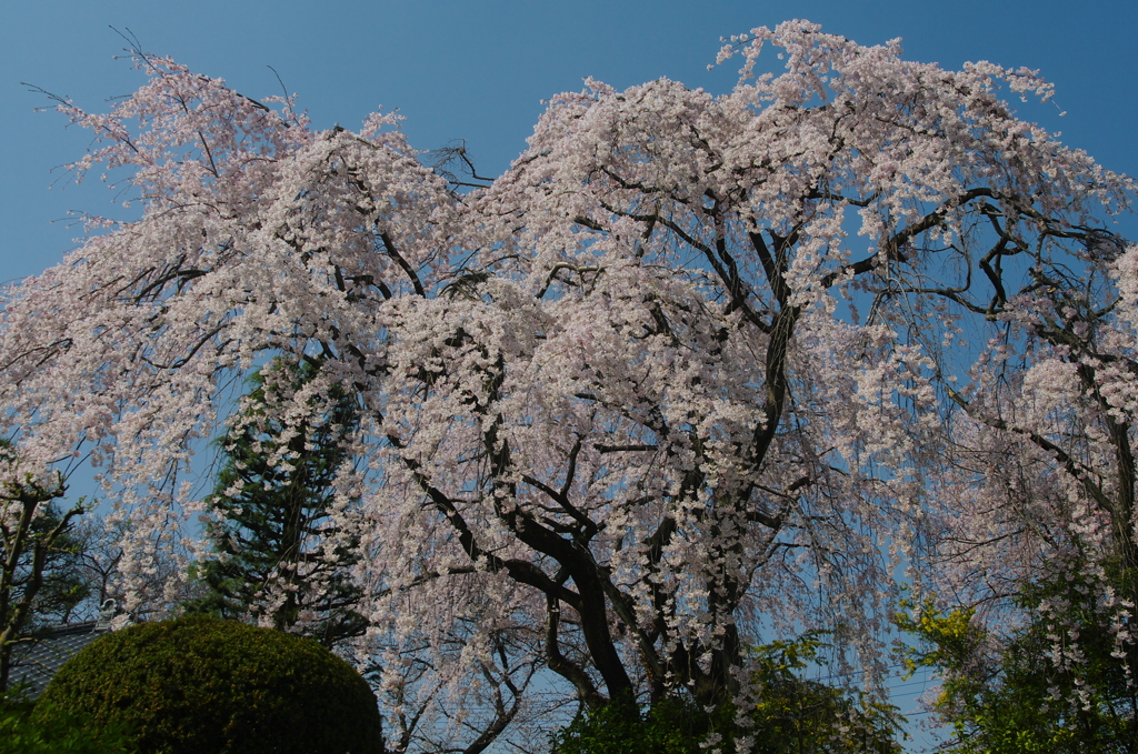中院の枝垂れ桜