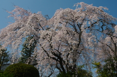 中院の枝垂れ桜