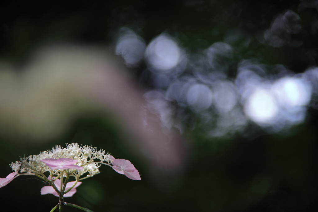 夢の中の紫陽花