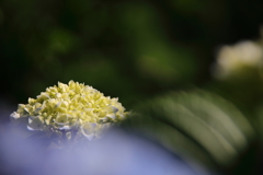 紫陽花ひとつ