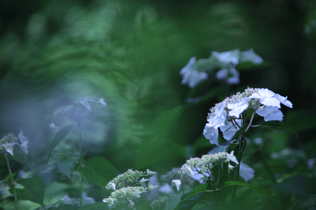 幻惑の紫陽花