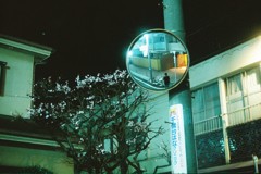 梅とワタシ