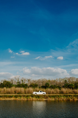 Florida Landscape