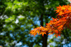 森林公園（4）
