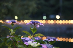紫陽花と光