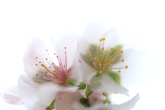 寒桜