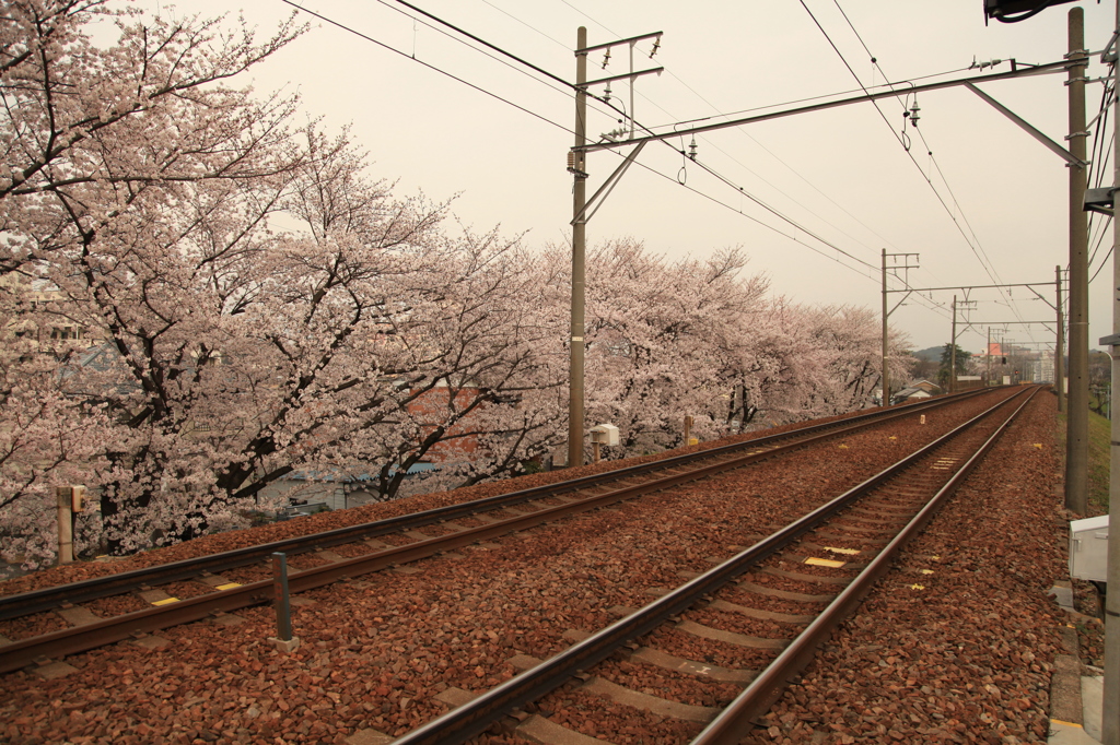 桜と線路