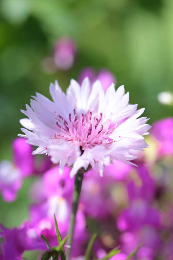 涼光に咲く花