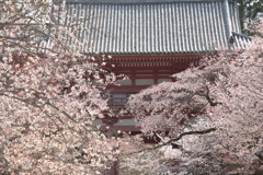 醍醐寺 桜門