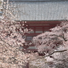 醍醐寺 桜門