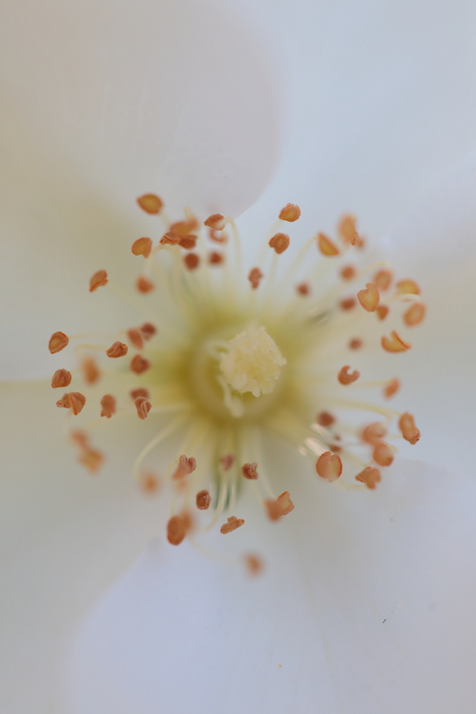 白い花弁のなか