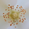 白い花弁のなか