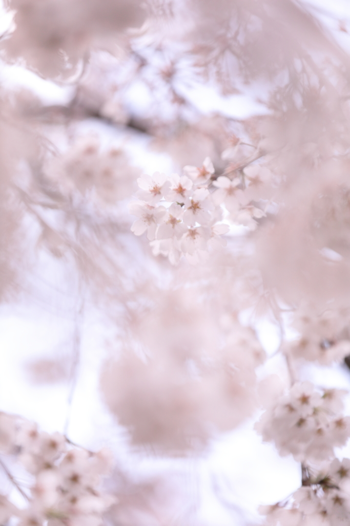 桜万華