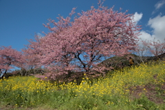 青い空と河津桜