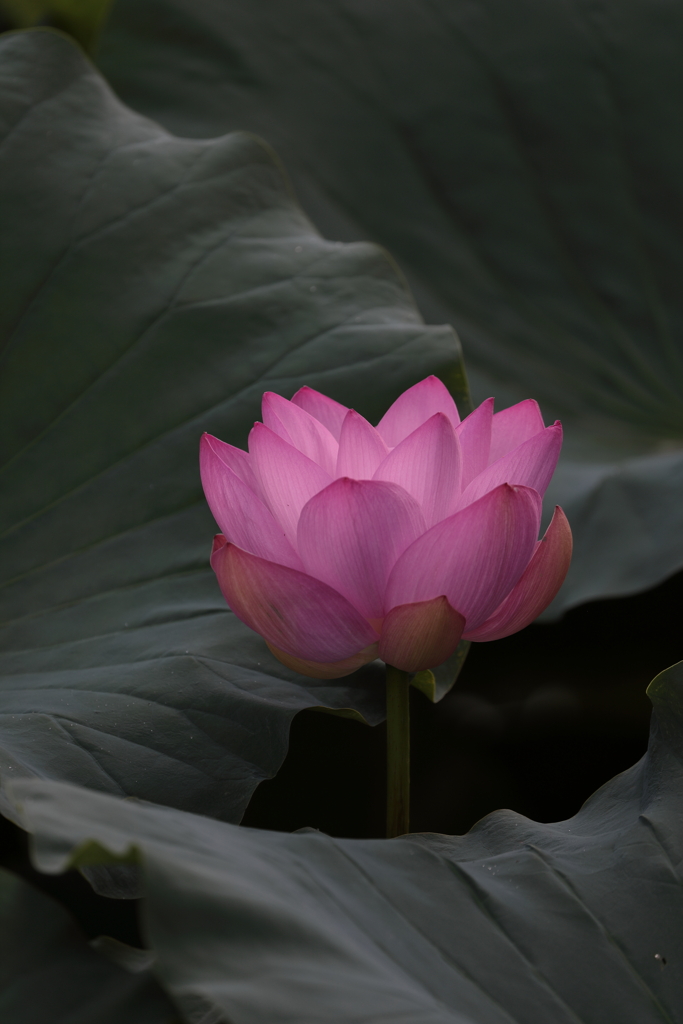 朝の光明 蓮