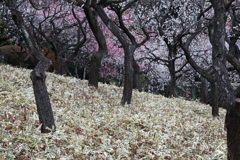 御苑梅園