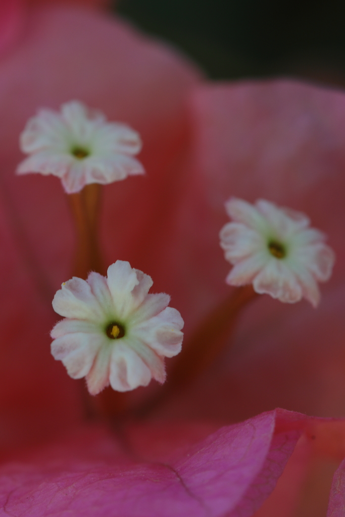 熱帯花0808
