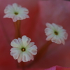 熱帯花0808