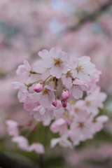 皇居周辺桜