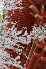 醍醐寺山門桜