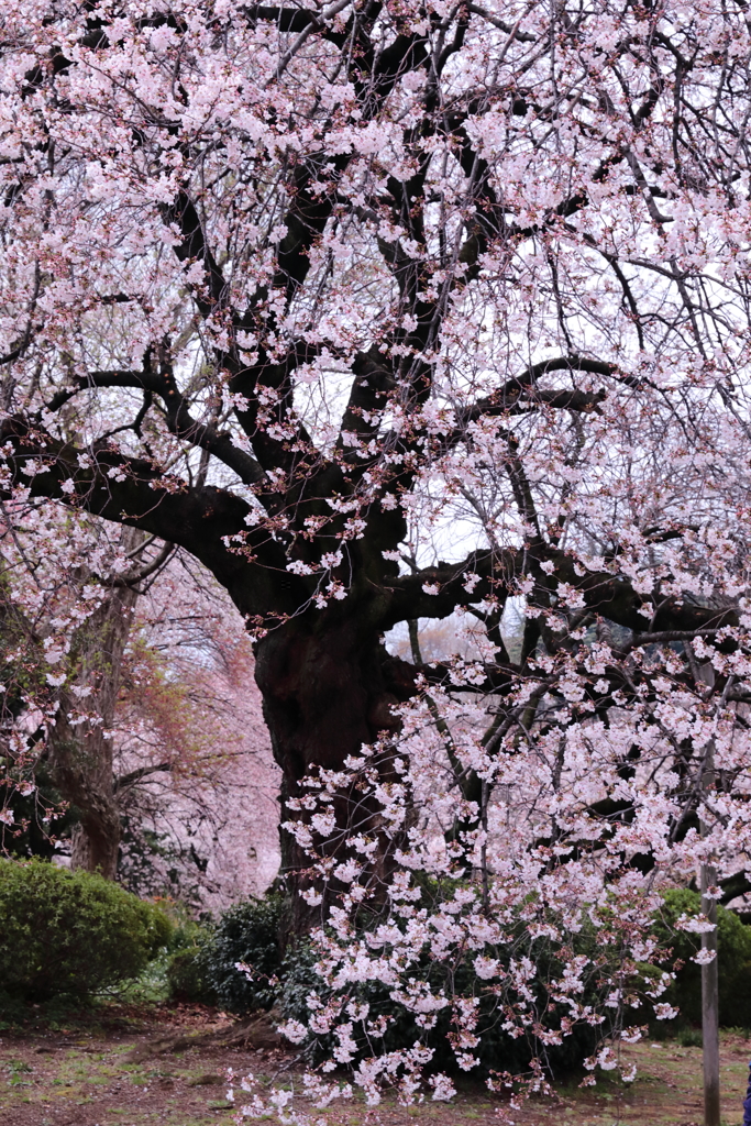 桜舞う