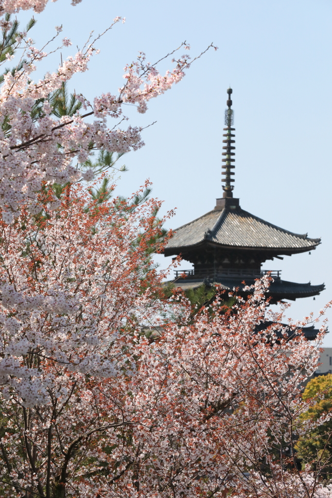 八坂塔と桜