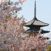八坂塔と桜