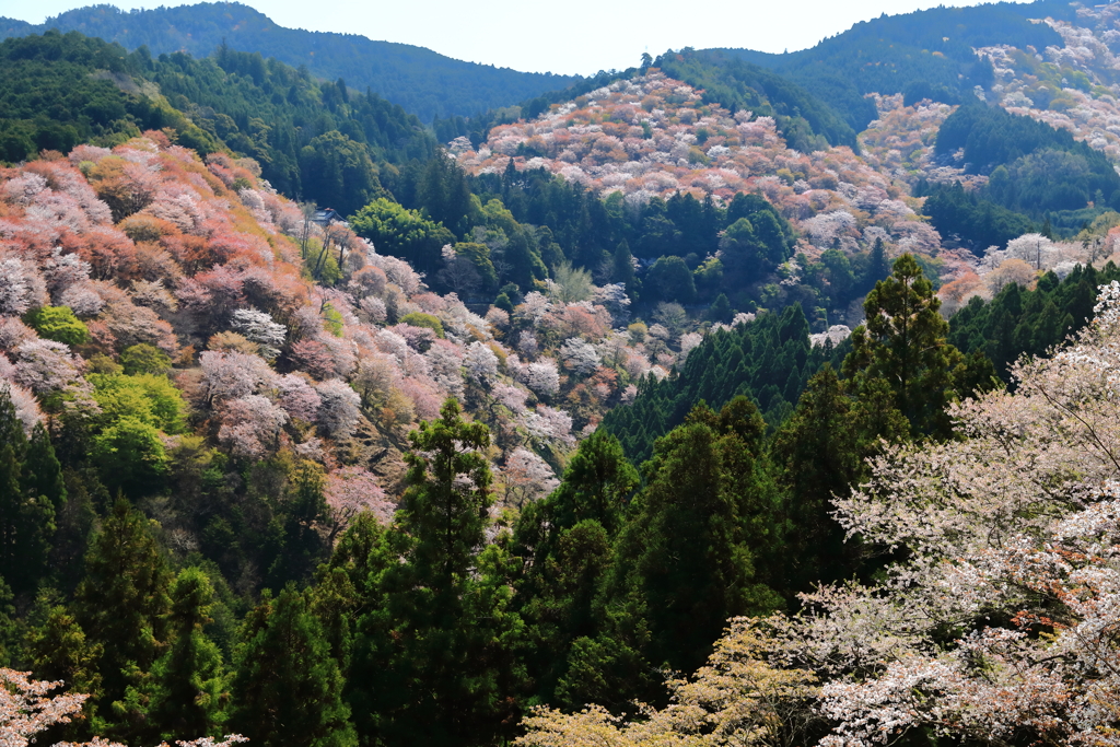 桜花繚乱