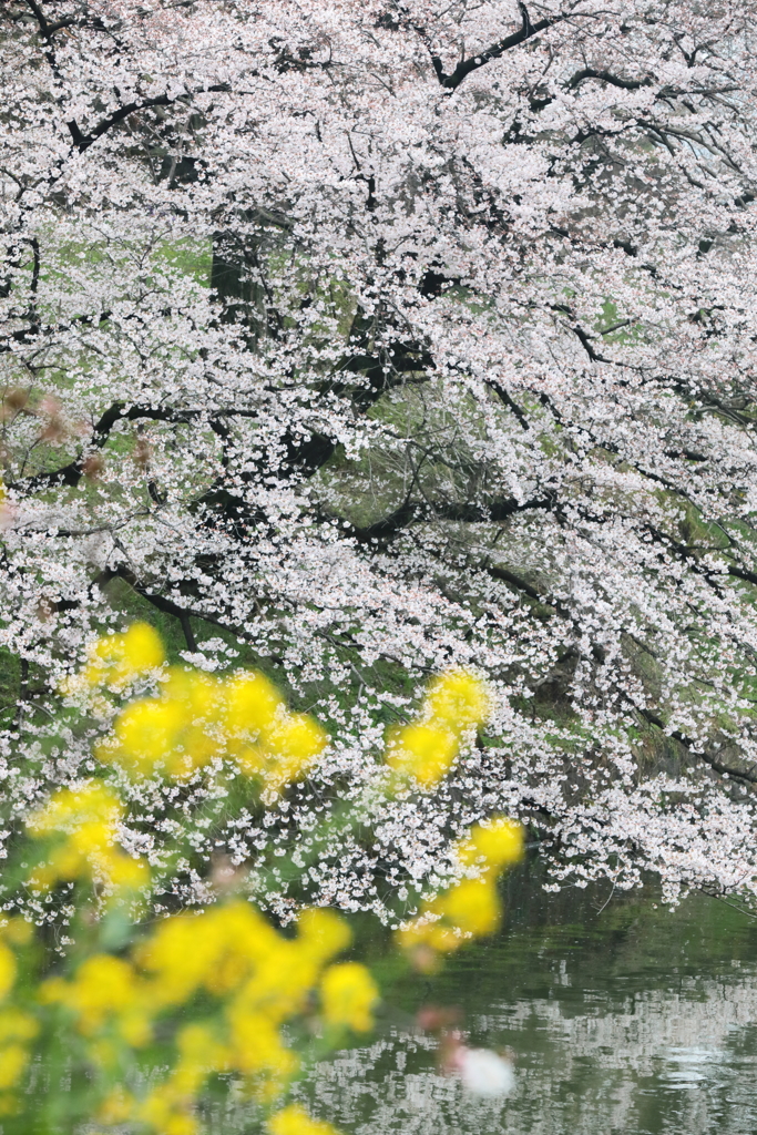 桜嵐前