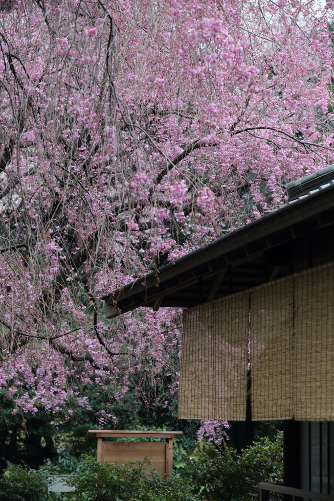 新宿御苑しだれ桜