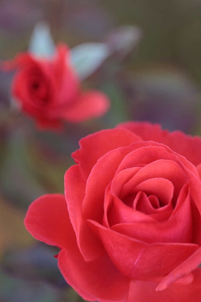 新春の薔薇