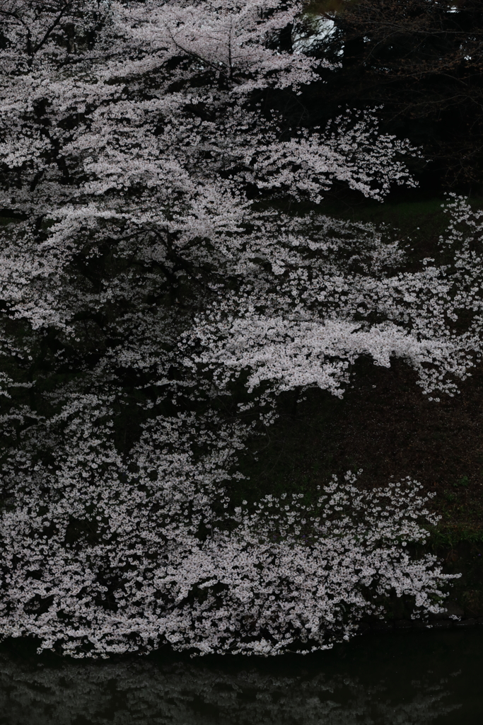 千鳥ヶ淵の桜
