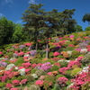 塩船観音寺のつつじ