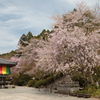 三千院の桜