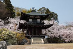 勧修寺桜