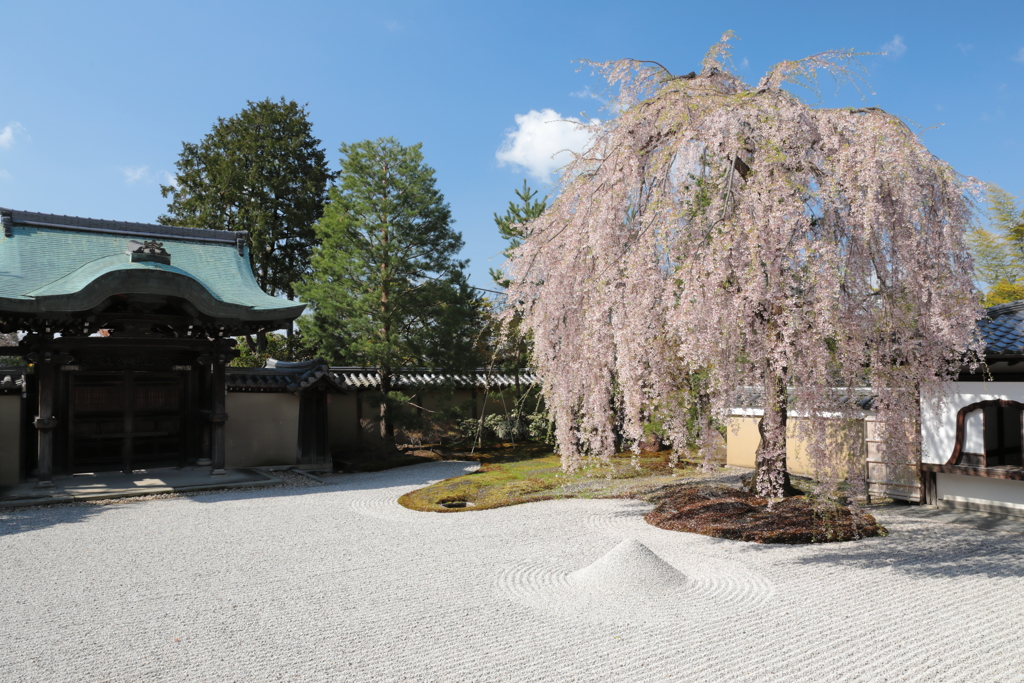 高台寺しだれ