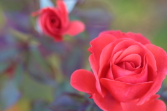 新春の薔薇