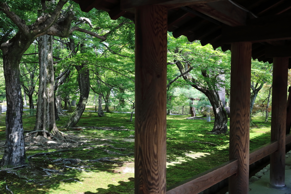 夏の東福寺通天橋