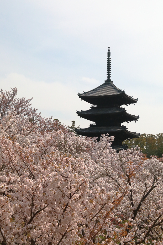 御室桜爛漫