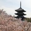 御室桜爛漫