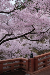 高遠城址公園01