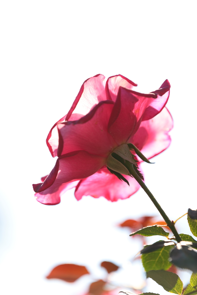 あかい薔薇