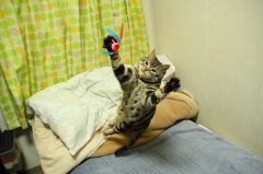 狩猟本能